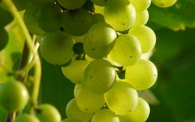 Albariño