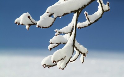 AUTOBUS A FORMIGAL